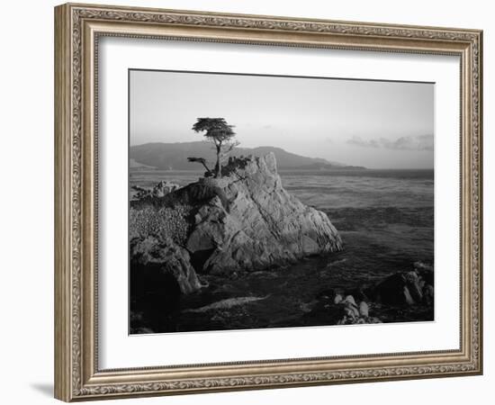 Lone Cypress Tree on Rocky Outcrop at Dusk, Carmel, California, USA-Howell Michael-Framed Photographic Print