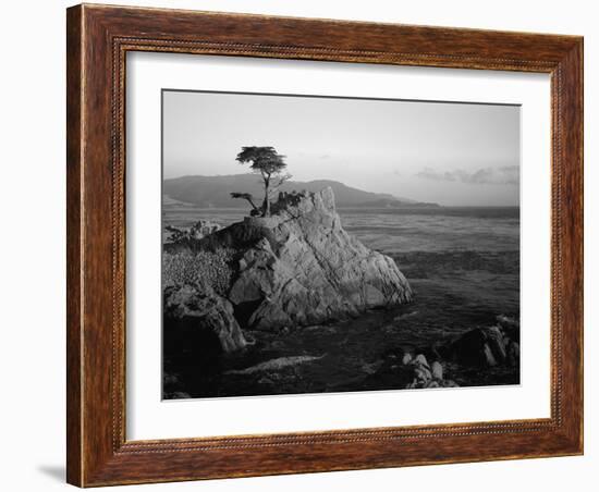 Lone Cypress Tree on Rocky Outcrop at Dusk, Carmel, California, USA-Howell Michael-Framed Photographic Print