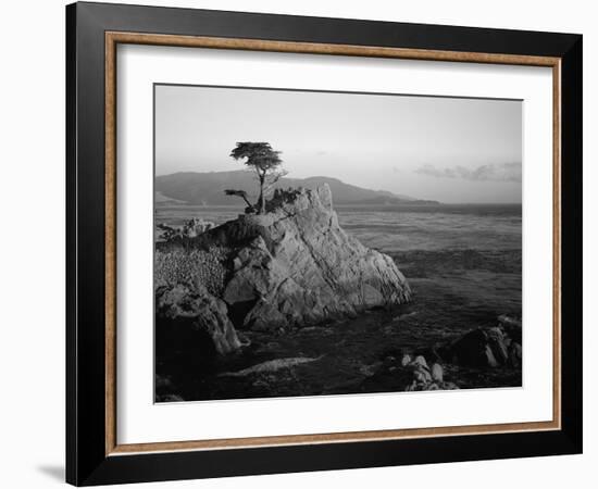 Lone Cypress Tree on Rocky Outcrop at Dusk, Carmel, California, USA-Howell Michael-Framed Photographic Print