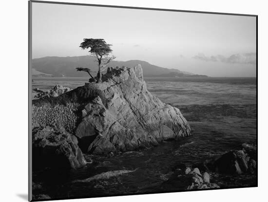 Lone Cypress Tree on Rocky Outcrop at Dusk, Carmel, California, USA-Howell Michael-Mounted Photographic Print