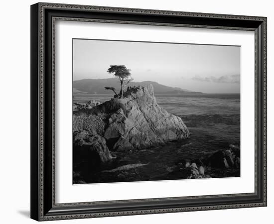 Lone Cypress Tree on Rocky Outcrop at Dusk, Carmel, California, USA-Howell Michael-Framed Photographic Print