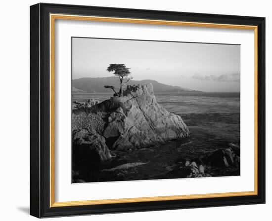 Lone Cypress Tree on Rocky Outcrop at Dusk, Carmel, California, USA-Howell Michael-Framed Photographic Print