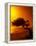 Lone Divi Divi Tree at Sunset, Aruba-Bill Bachmann-Framed Premier Image Canvas