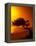 Lone Divi Divi Tree at Sunset, Aruba-Bill Bachmann-Framed Premier Image Canvas