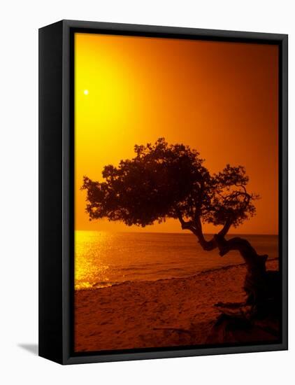 Lone Divi Divi Tree at Sunset, Aruba-Bill Bachmann-Framed Premier Image Canvas