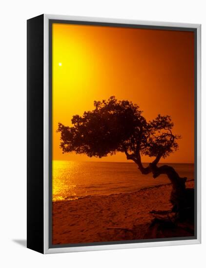 Lone Divi Divi Tree at Sunset, Aruba-Bill Bachmann-Framed Premier Image Canvas