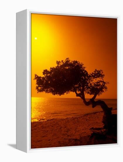 Lone Divi Divi Tree at Sunset, Aruba-Bill Bachmann-Framed Premier Image Canvas