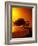 Lone Divi Divi Tree at Sunset, Aruba-Bill Bachmann-Framed Photographic Print