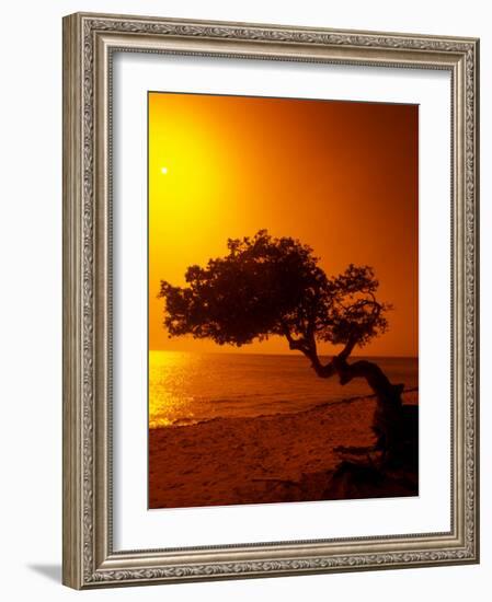 Lone Divi Divi Tree at Sunset, Aruba-Bill Bachmann-Framed Photographic Print