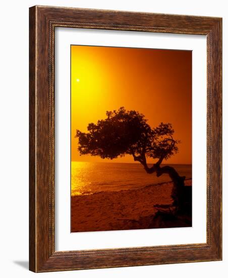 Lone Divi Divi Tree at Sunset, Aruba-Bill Bachmann-Framed Photographic Print