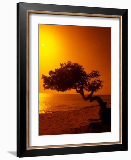 Lone Divi Divi Tree at Sunset, Aruba-Bill Bachmann-Framed Photographic Print