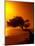 Lone Divi Divi Tree at Sunset, Aruba-Bill Bachmann-Mounted Photographic Print