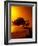 Lone Divi Divi Tree at Sunset, Aruba-Bill Bachmann-Framed Photographic Print