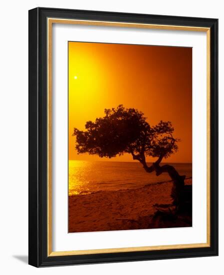 Lone Divi Divi Tree at Sunset, Aruba-Bill Bachmann-Framed Photographic Print