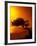Lone Divi Divi Tree at Sunset, Aruba-Bill Bachmann-Framed Photographic Print