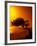 Lone Divi Divi Tree at Sunset, Aruba-Bill Bachmann-Framed Photographic Print