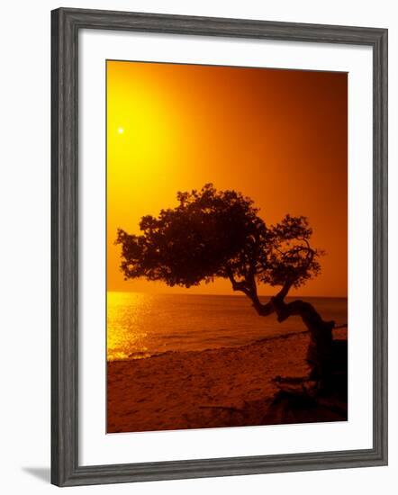 Lone Divi Divi Tree at Sunset, Aruba-Bill Bachmann-Framed Photographic Print