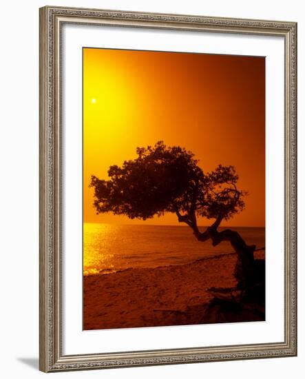 Lone Divi Divi Tree at Sunset, Aruba-Bill Bachmann-Framed Photographic Print