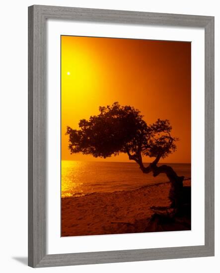 Lone Divi Divi Tree at Sunset, Aruba-Bill Bachmann-Framed Photographic Print