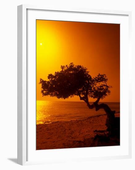 Lone Divi Divi Tree at Sunset, Aruba-Bill Bachmann-Framed Photographic Print