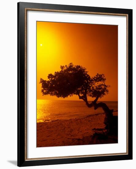 Lone Divi Divi Tree at Sunset, Aruba-Bill Bachmann-Framed Photographic Print