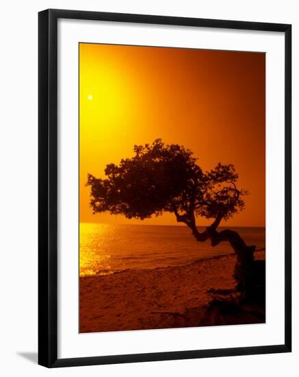 Lone Divi Divi Tree at Sunset, Aruba-Bill Bachmann-Framed Photographic Print