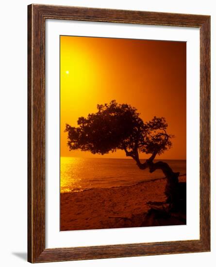 Lone Divi Divi Tree at Sunset, Aruba-Bill Bachmann-Framed Photographic Print