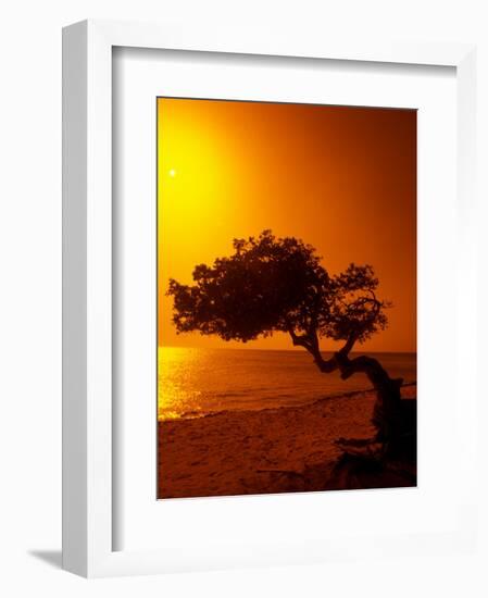 Lone Divi Divi Tree at Sunset, Aruba-Bill Bachmann-Framed Photographic Print