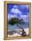 Lone Divi Tree, Aruba, Caribbean-Bill Bachmann-Framed Premier Image Canvas