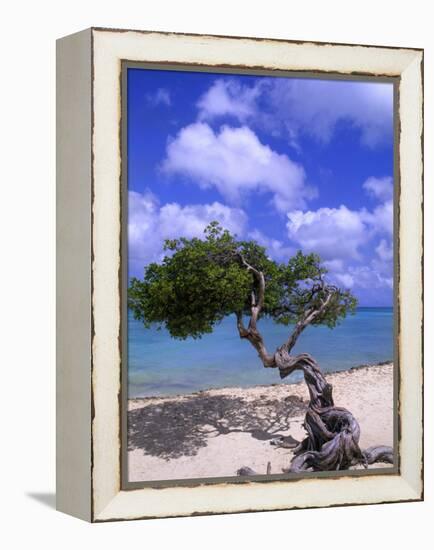 Lone Divi Tree, Aruba, Caribbean-Bill Bachmann-Framed Premier Image Canvas