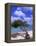 Lone Divi Tree, Aruba, Caribbean-Bill Bachmann-Framed Premier Image Canvas