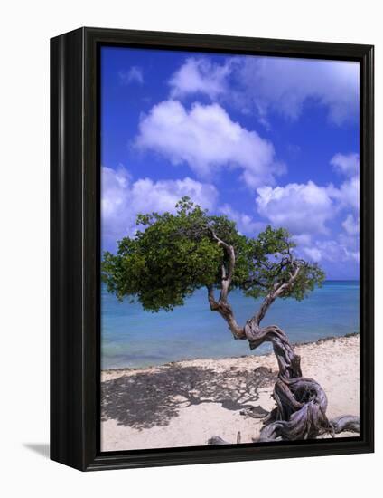 Lone Divi Tree, Aruba, Caribbean-Bill Bachmann-Framed Premier Image Canvas