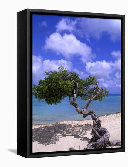 Lone Divi Tree, Aruba, Caribbean-Bill Bachmann-Framed Premier Image Canvas