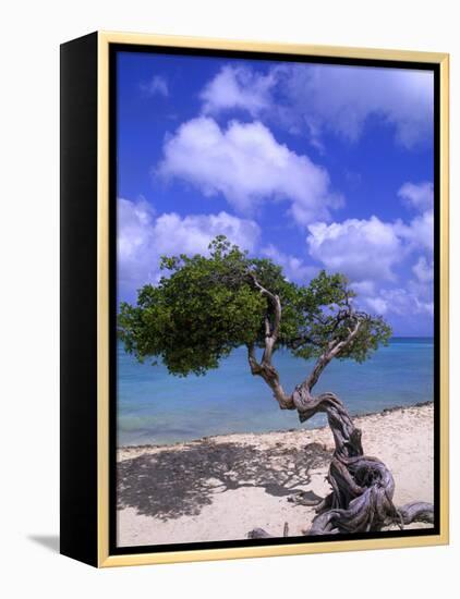 Lone Divi Tree, Aruba, Caribbean-Bill Bachmann-Framed Premier Image Canvas