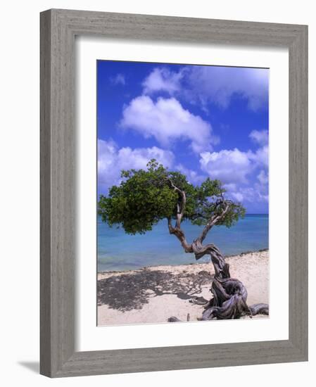 Lone Divi Tree, Aruba, Caribbean-Bill Bachmann-Framed Photographic Print