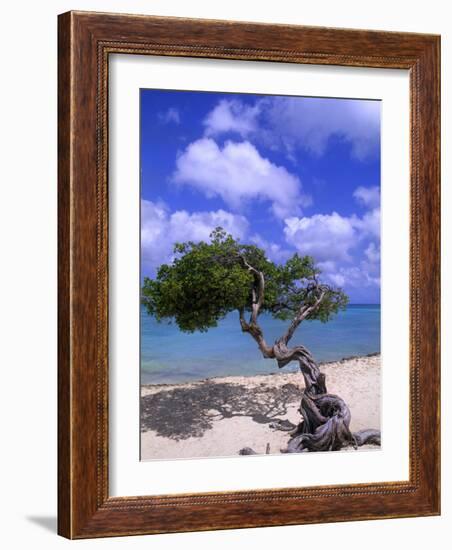 Lone Divi Tree, Aruba, Caribbean-Bill Bachmann-Framed Photographic Print