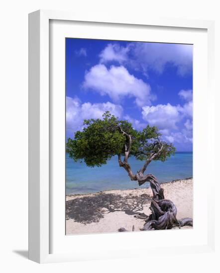 Lone Divi Tree, Aruba, Caribbean-Bill Bachmann-Framed Photographic Print