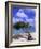 Lone Divi Tree, Aruba, Caribbean-Bill Bachmann-Framed Photographic Print