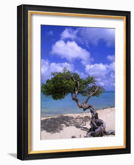 Lone Divi Tree, Aruba, Caribbean-Bill Bachmann-Framed Photographic Print