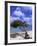 Lone Divi Tree, Aruba, Caribbean-Bill Bachmann-Framed Photographic Print