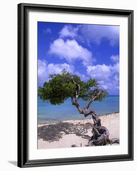 Lone Divi Tree, Aruba, Caribbean-Bill Bachmann-Framed Photographic Print