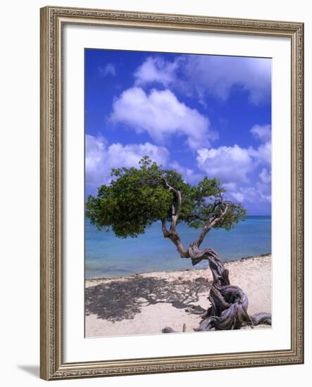 Lone Divi Tree, Aruba, Caribbean-Bill Bachmann-Framed Photographic Print