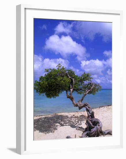 Lone Divi Tree, Aruba, Caribbean-Bill Bachmann-Framed Photographic Print