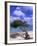 Lone Divi Tree, Aruba, Caribbean-Bill Bachmann-Framed Photographic Print