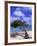 Lone Divi Tree, Aruba, Caribbean-Bill Bachmann-Framed Photographic Print