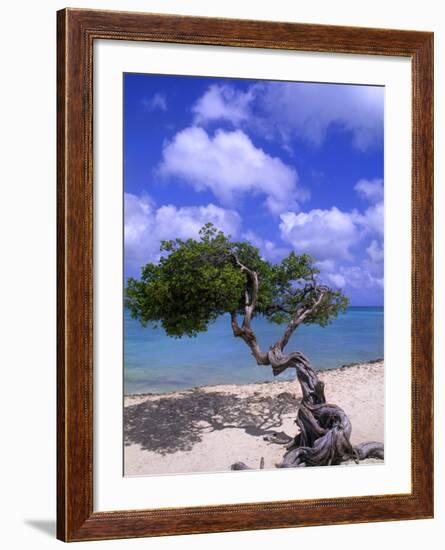 Lone Divi Tree, Aruba, Caribbean-Bill Bachmann-Framed Photographic Print