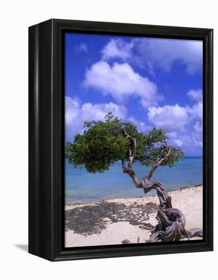 Lone Divi Tree, Aruba, Caribbean-Bill Bachmann-Framed Premier Image Canvas