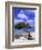 Lone Divi Tree, Aruba, Caribbean-Bill Bachmann-Framed Photographic Print