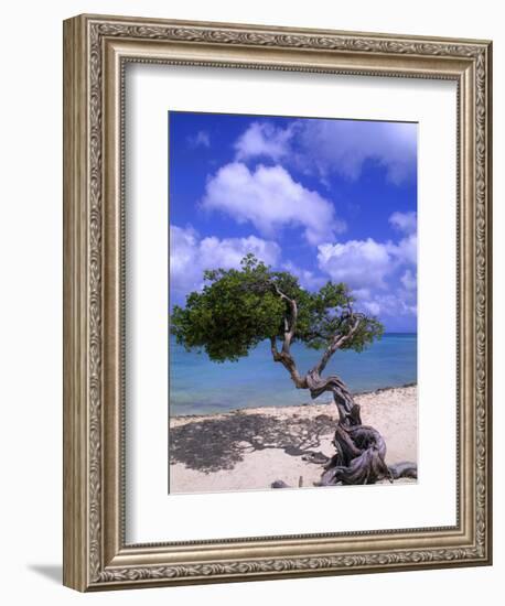 Lone Divi Tree, Aruba, Caribbean-Bill Bachmann-Framed Photographic Print