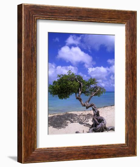 Lone Divi Tree, Aruba, Caribbean-Bill Bachmann-Framed Photographic Print